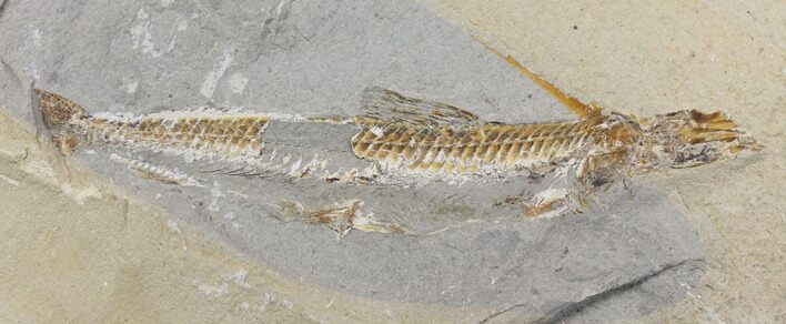 Bargain, Cretaceous Viper Fish (Prionolepis) - Lebanon #147171